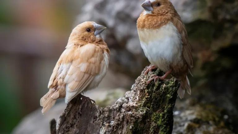 Bengalese Finches