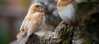 Bengalese Finches